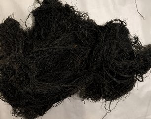 Golden Gigartina Chamissoi seaweed